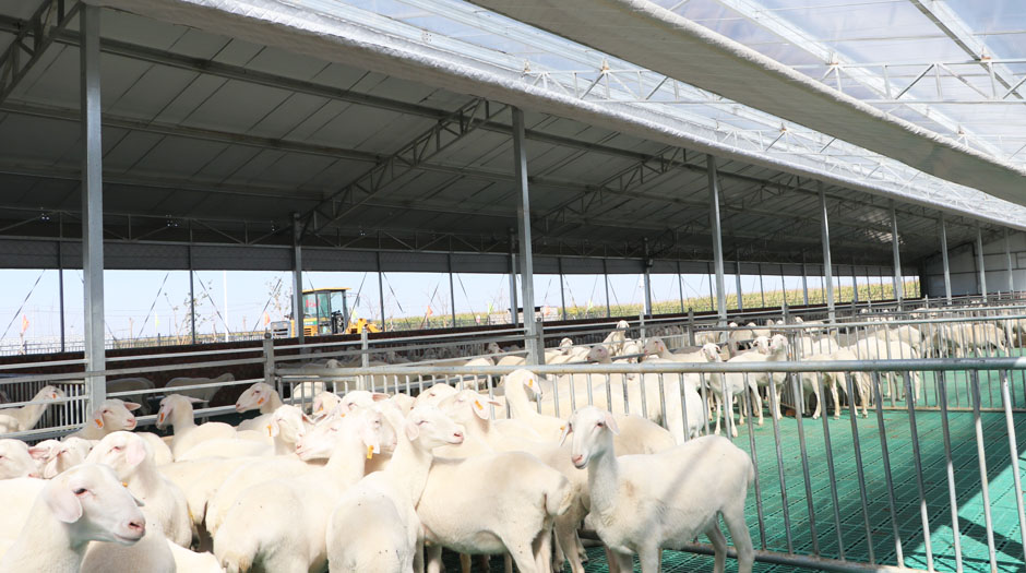 準(zhǔn)旗羊場(chǎng)網(wǎng)站7圖940.jpg 準(zhǔn)旗羊場(chǎng)網(wǎng)站7圖940.jpg