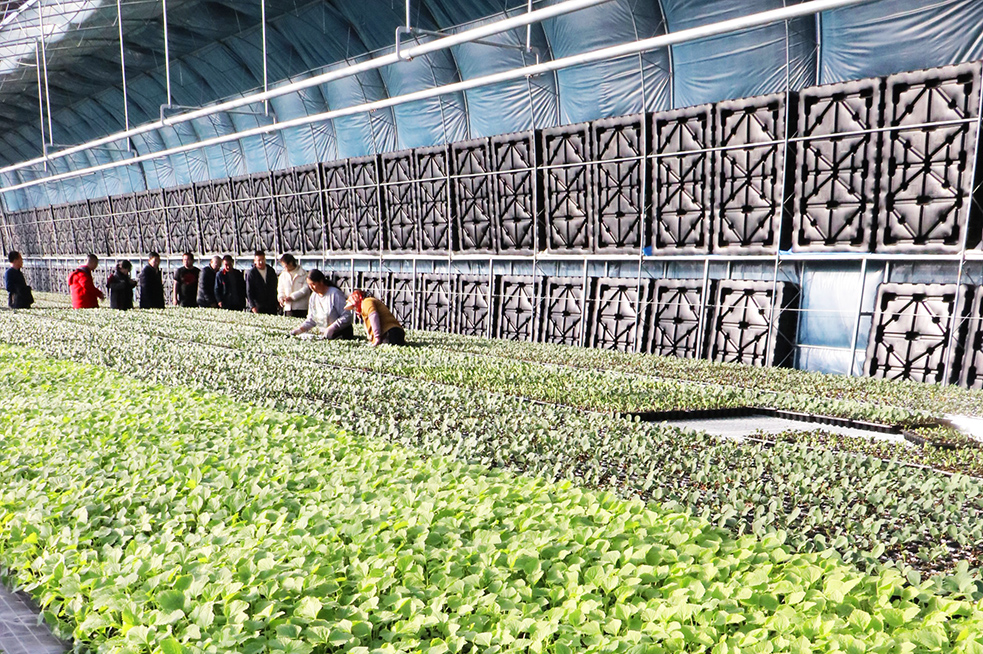 2024年會(huì)938圖日光溫室切33.jpg 2024年會(huì)938圖日光溫室切33.jpg